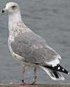 Herring Gull